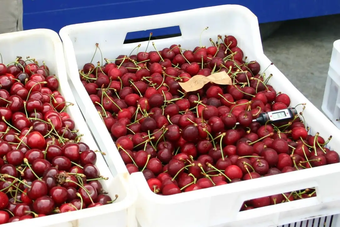 Pre-raffreddamento e cracking delle ciliegie: evidenze fisiologiche e molecolari