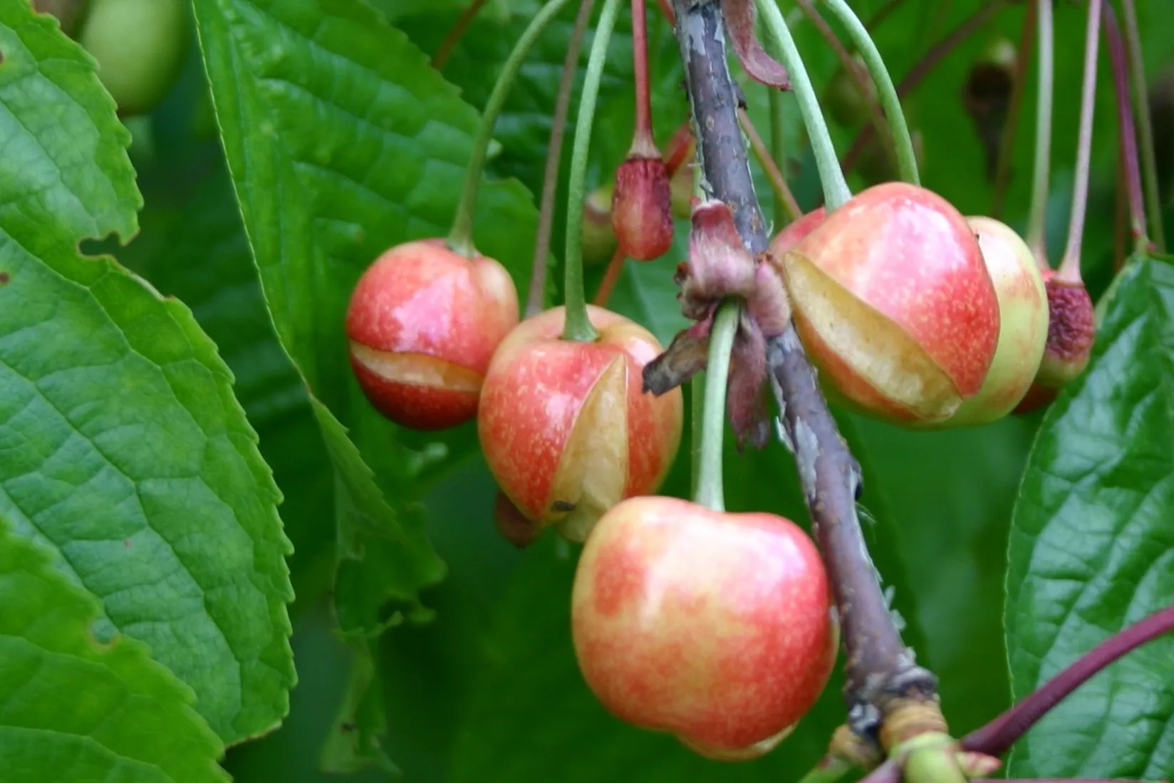Un “bitmap genetico” per prevedere il cracking della ciliegia: confronto tra qPCR e dPCR e nuove prospettive per il breeding