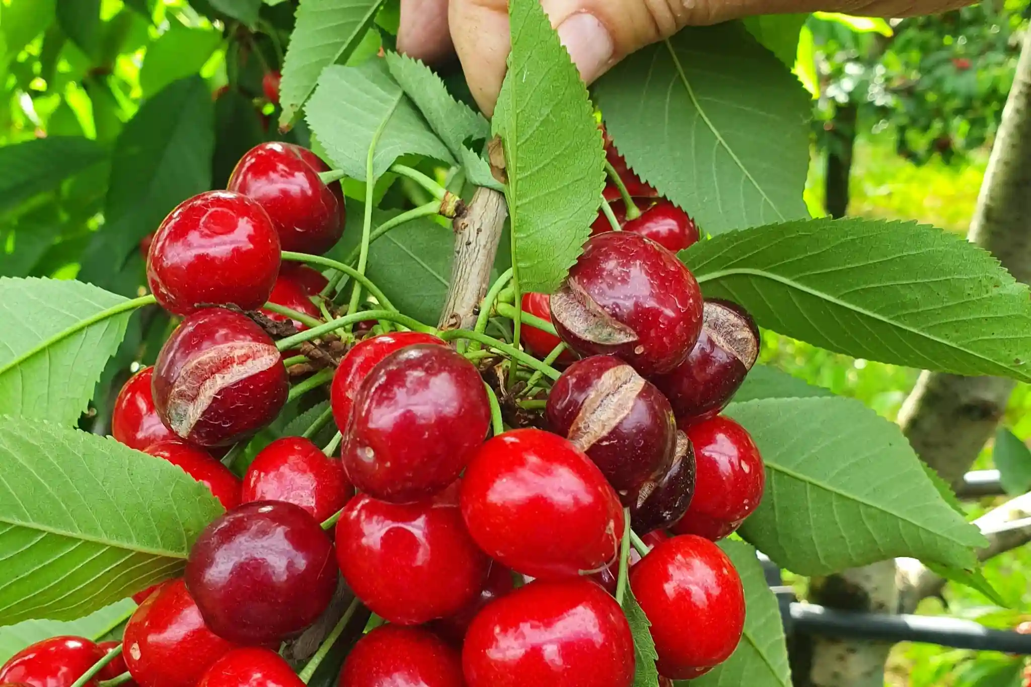 Against cherry cracking, the solution comes from algae
