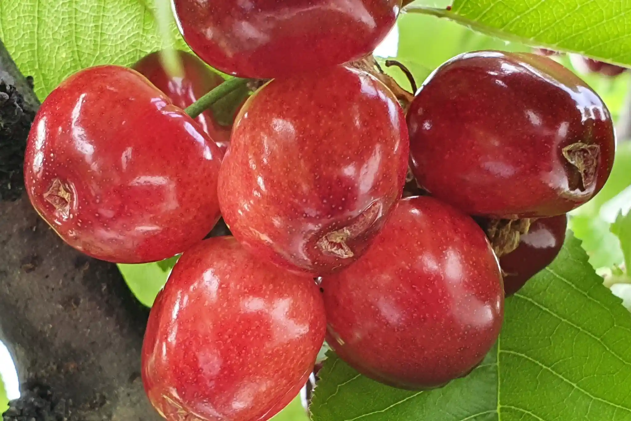 Cracking delle ciliegie: lo studio di Hannover boccia Parka® antipioggia