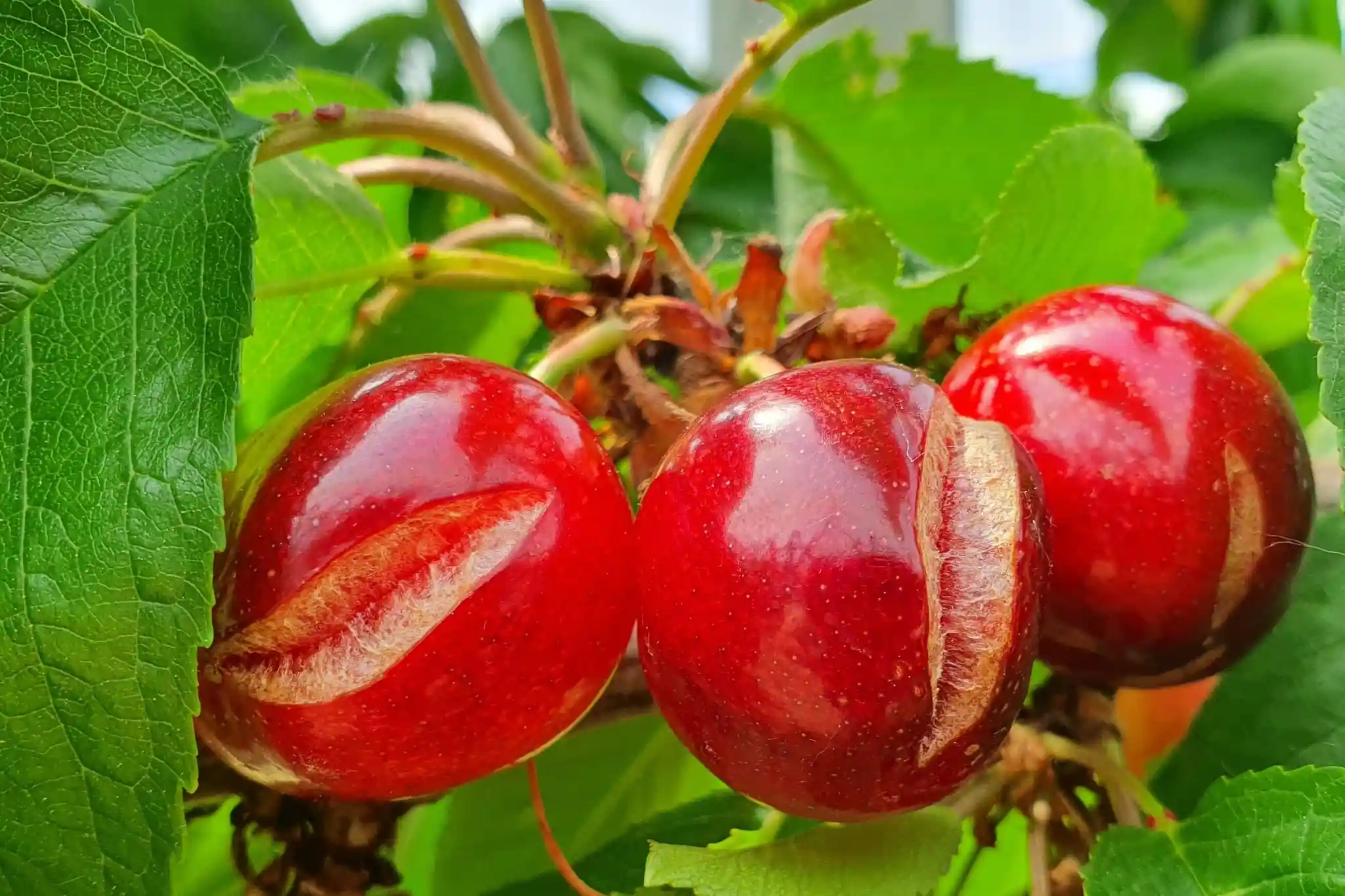 Understanding fruit cracking in sweet cherry: physiological dynamics, varietal influence and implications for breeding