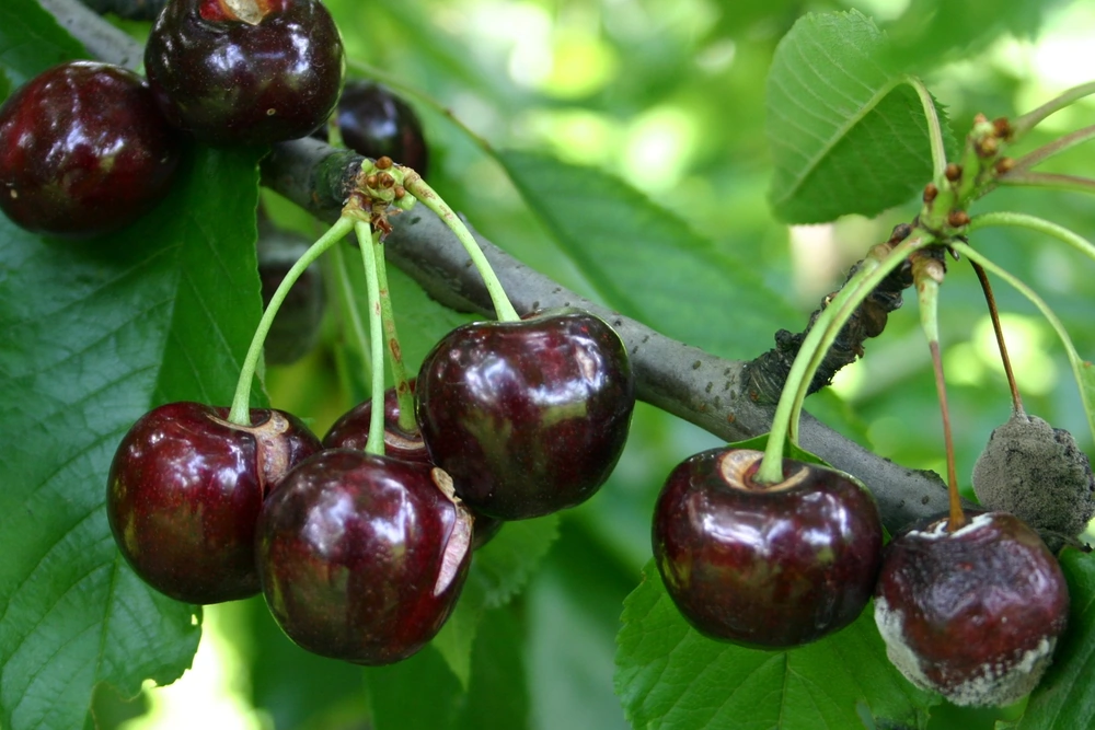 New evidence on the mechanisms underlying cracking in cherry fruits