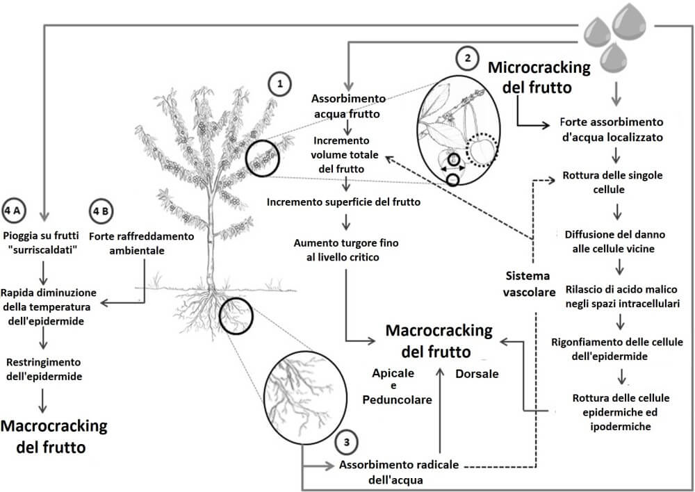 Schematisation of the genesis of cherry fruit cracking following rainfall
