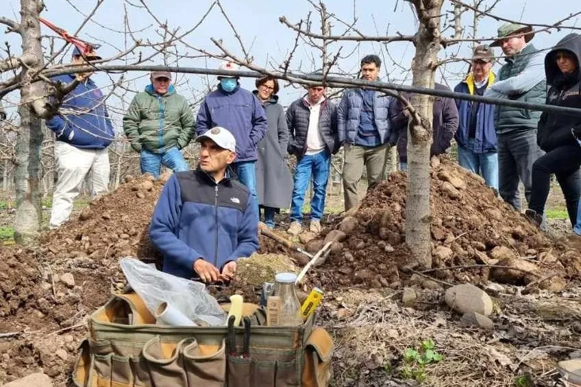 Cromatografia circolare: nuova tecnologia per la diagnosi qualitativa della fertilità del suolo negli impianti di ciliegio