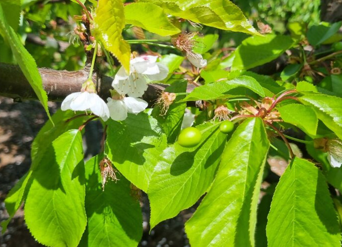 Effects of cold-hot interaction patterns on cherry trees phenology