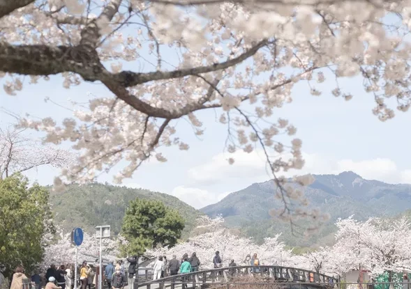 Japan: early flowering due to climate change, historical chronicles also report it