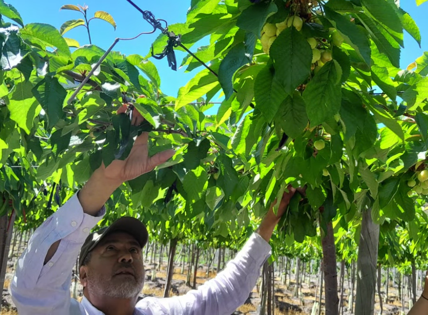Cherry Growers Australia mostra le qualità del sistema a Pergola rilevate in un frutteto cileno
