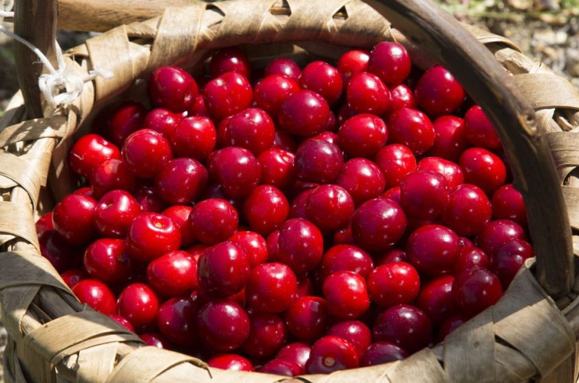 Valle del Jerte cherries: how technology and manual processes come together for a quality product