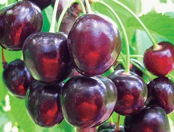 How Uzbek cherries play a key role in the Central Asian market