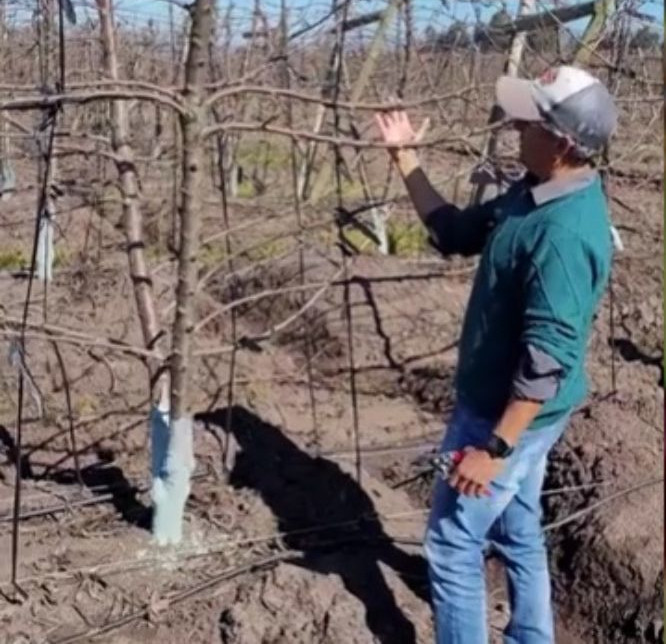 ANA Chile® exclusively releases new cherry tree pruning video guide