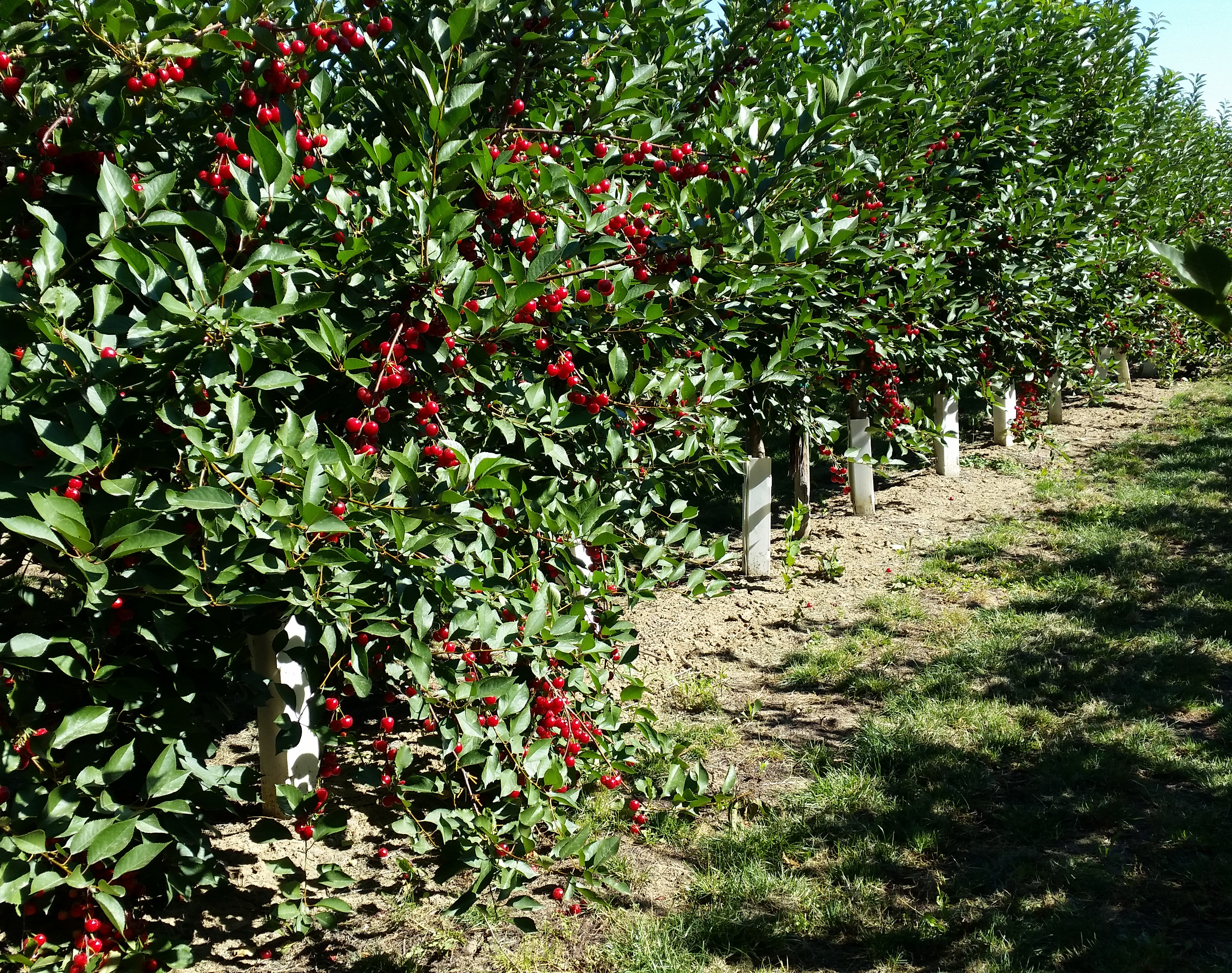 Adara was the best of seven rootstocks on sour cherries in Serbia
