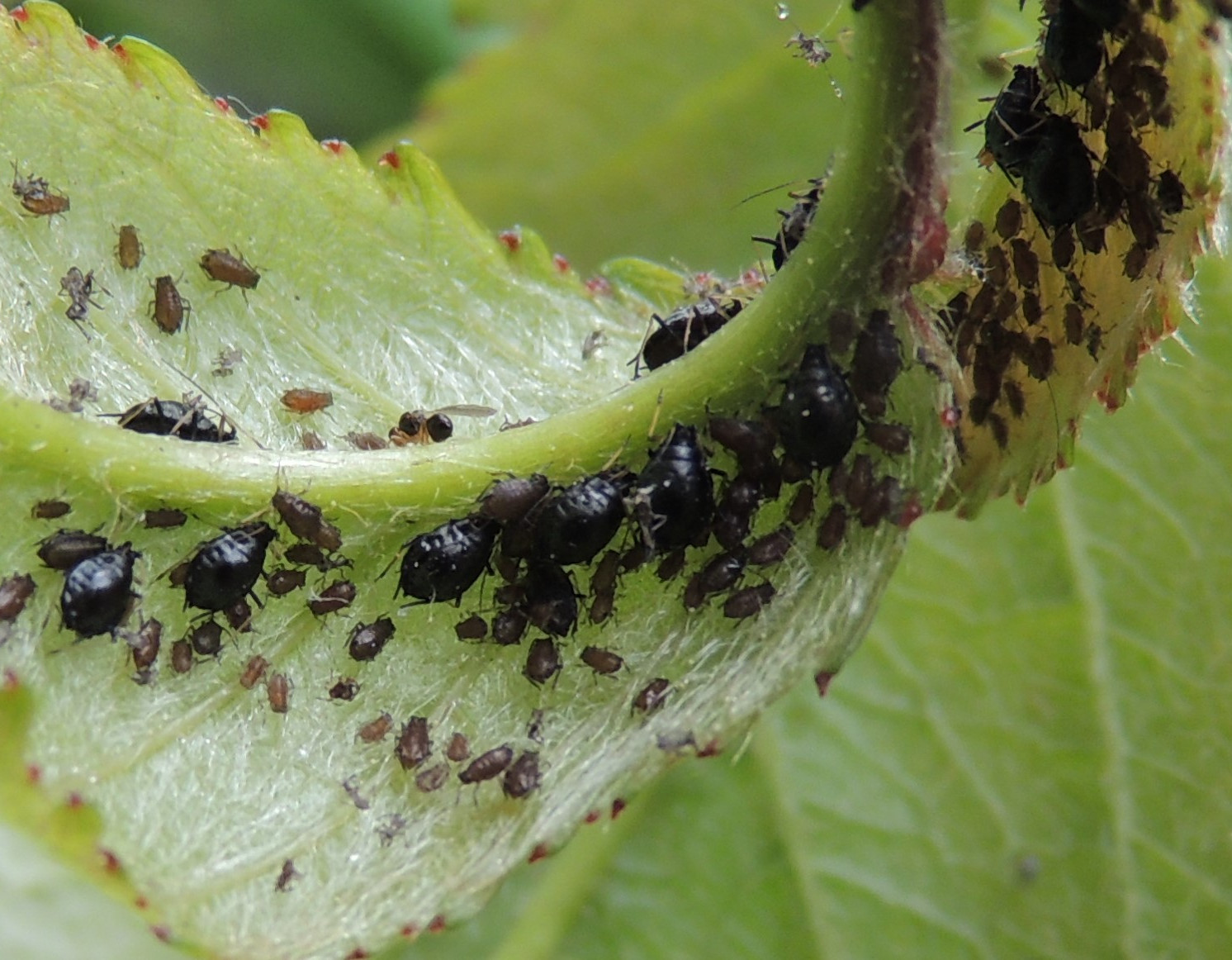 A study shows how aphids are affected by climate change