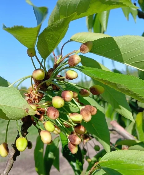 L'impatto della cascola dei frutti durante il periodo di raccolta delle ciliegie