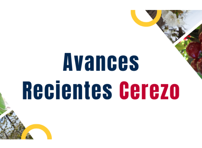 Avances recientes: a seminar from Chile on the latest cherry industry's research and innovations