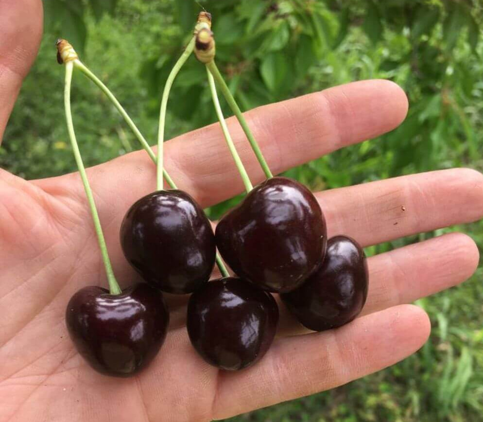 Moretta cherries, showing the typical long stem and dark colour