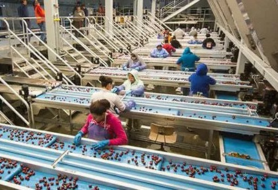 Favourable climate and excellent forecast for Turkish cherry volumes