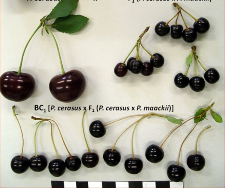 Interspecific hybrids – as new sources for sweet and sour cherry breeding