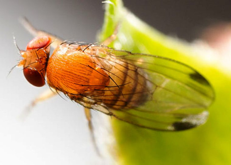In Delaware (USA), advance in the study to combat Drosophila suzukii by releasing wasps