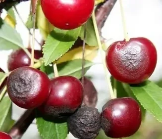 La diversità delle specie di Colletotrichum responsabili dell’antracnosi post-raccolta del ciliegio in Cina