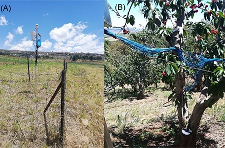 Understanding sweet cherry water needs through sap flow measurements