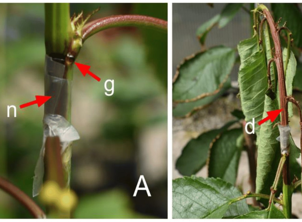 Sweet cherry tree prioritizes water stress response over pathogen defense