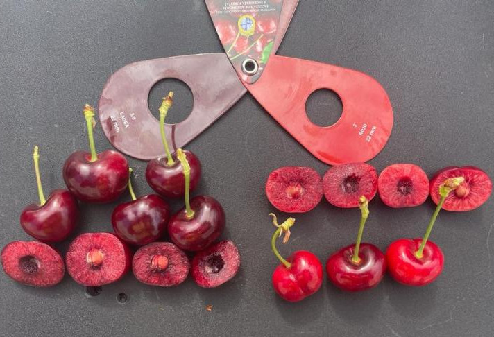 Promising new cherry early varieties for the Ovalle area