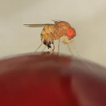 Genetics as starting point against Drosophila suzukii