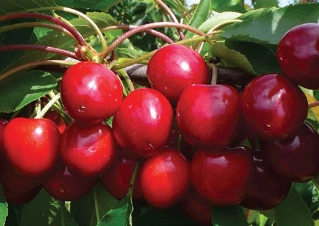 Quality and harvesting period considerations for Pacific Red