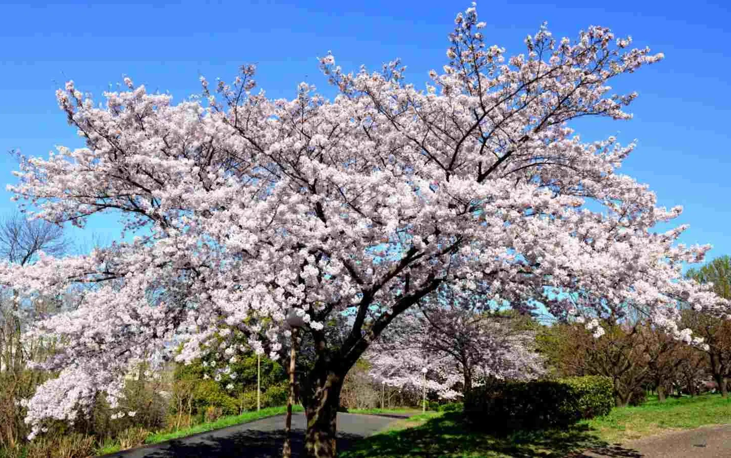 Gli effetti del cambiamento climatico sulla fioritura del ciliegio Yoshino in Giappone