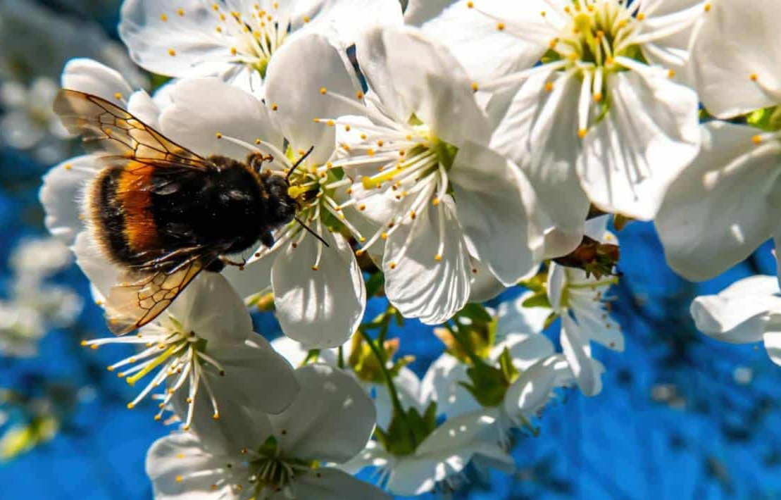 Wild bees: enhancing pollination efficiency in sweet cherry orchards