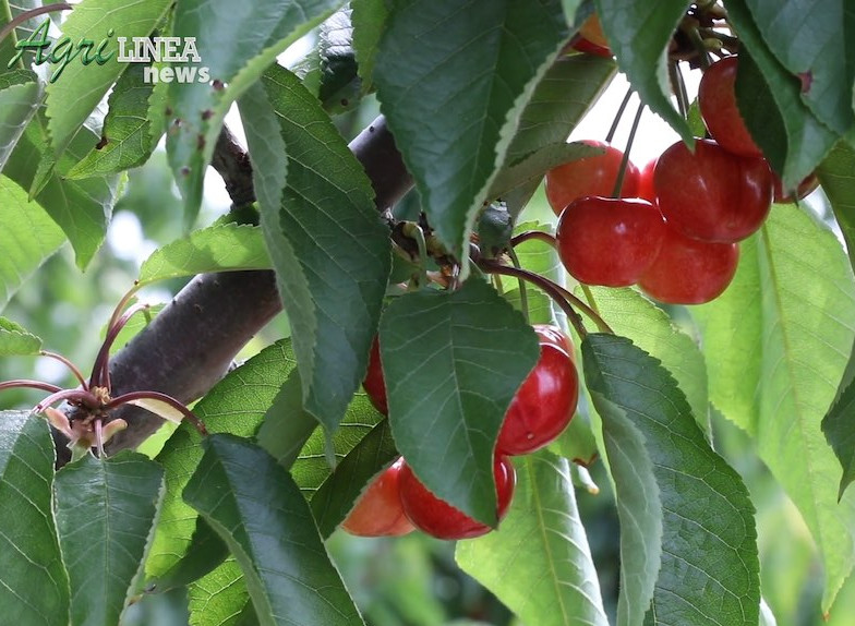 Puglia region (IT) invests in cherry varietal innovation