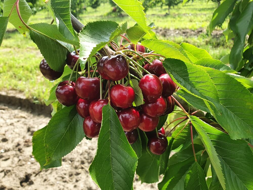 High temperatures inhibit the accumulation of anthocyanins in fruits