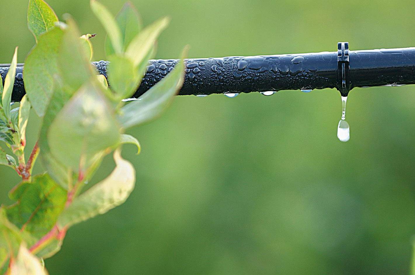 L’irrigazione deficitaria in post-raccolta è una strategia per il risparmio idrico senza ripercussioni negative