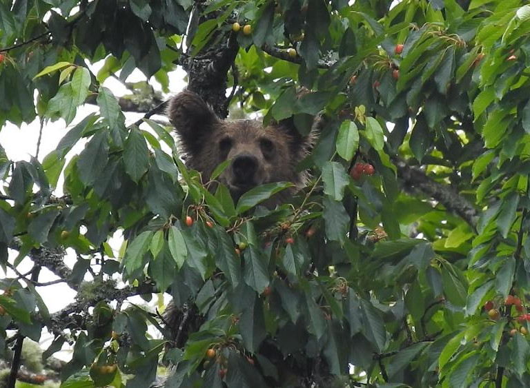 Research from Spain investigates the relationship between the wild cherry tree and the brown bear
