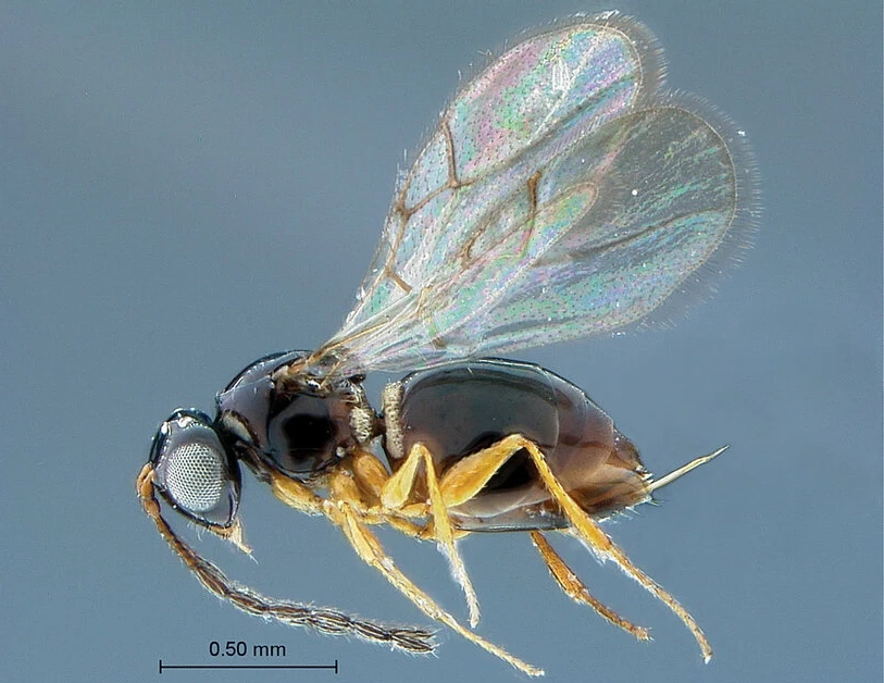 Ganaspis kimorum: nei Paesi Bassi si studia come integrarla per combattere Drosophila suzukii