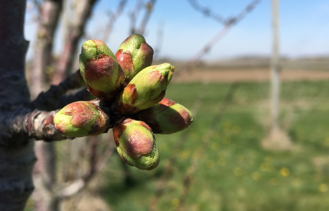 Secondary metabolites in buds: a clue to bud break