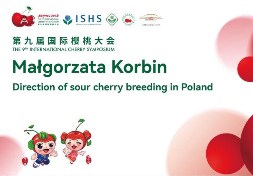 Sour cherry breeding in Poland: insights from an ongoing evolution