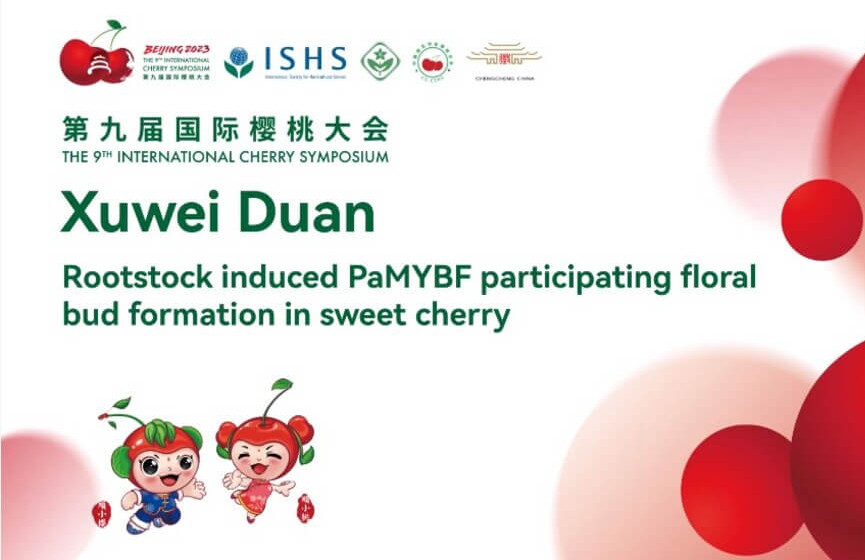 Rootstocks modulates the gene expression in sweet cherry crop