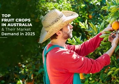 Cherries among the top ten fruit crops in Australia in 2025