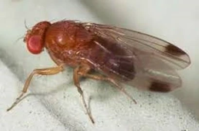 Tecnica SIT cross-specie: una nuova frontiera per il controllo di Drosophila suzukii