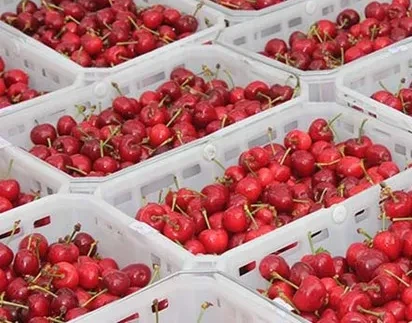 The impact of humidification on cherries stored in cold rooms