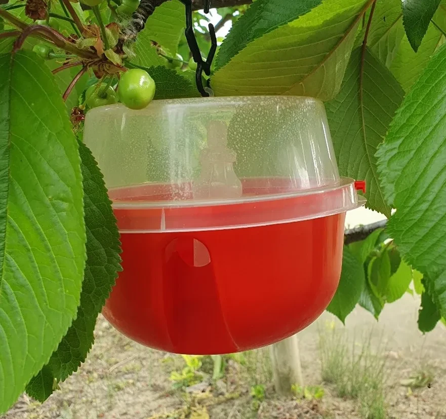 D.suzukii management in Emilia-Romagna on cherry trees: monitoring and Integrated Production strategies