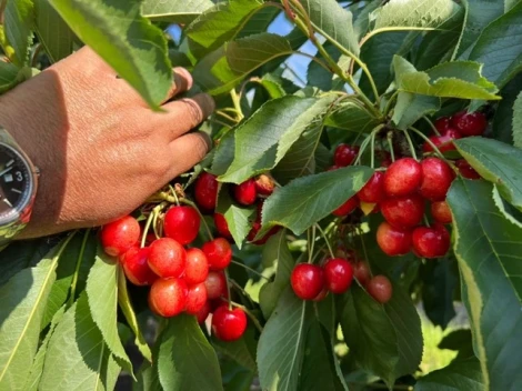 L'esperto informa - Strategie per migliorare la dimensione e il colore dei frutti nel ciliegio