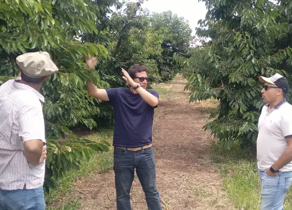 Mendoza (Argentina): come le ciliegie precoci diventano un'opportunità per nuovi mercati globali