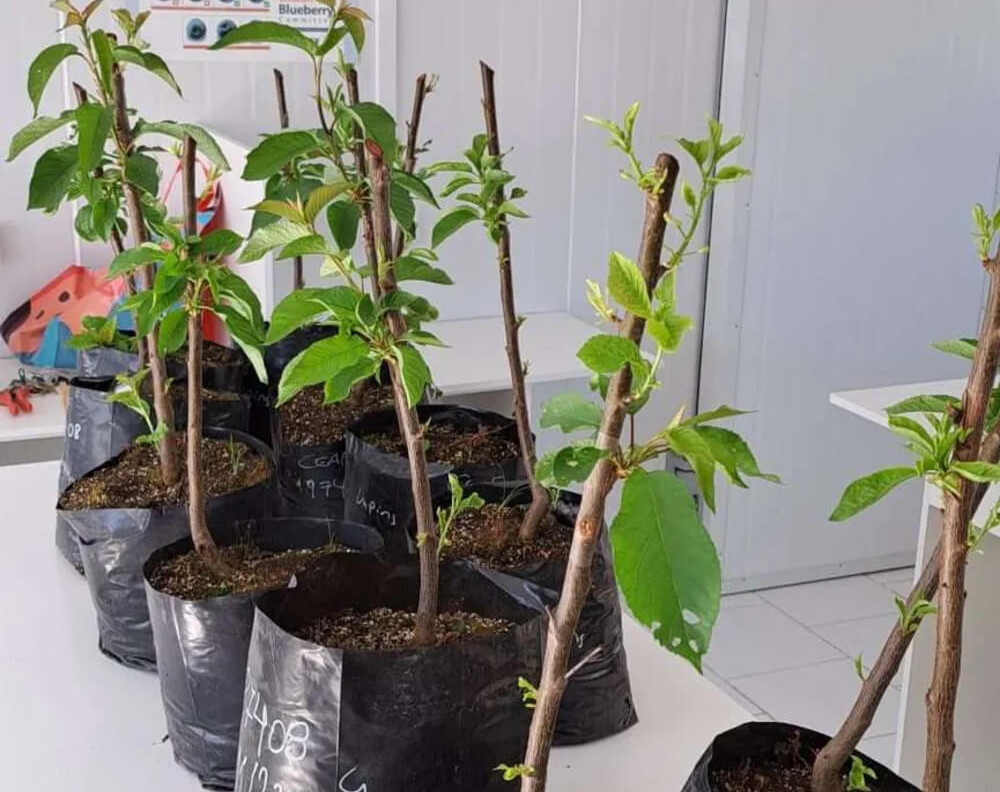 Centro Fruticultura Sur leads collaboration on a rootstock genetic improvement program