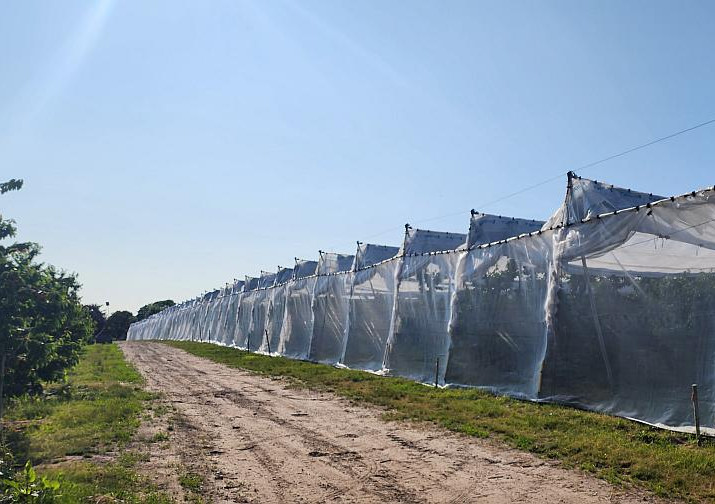 Riveridge Land Company reduces risks in cherry production with customised cover system