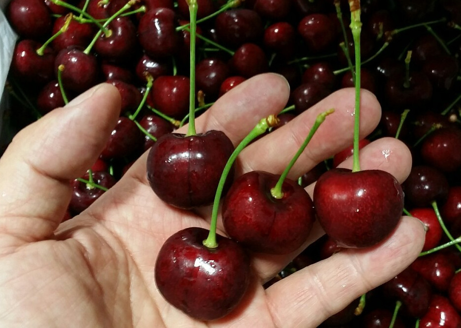 A federal judge rejects the ‘Glory’ cherry patent