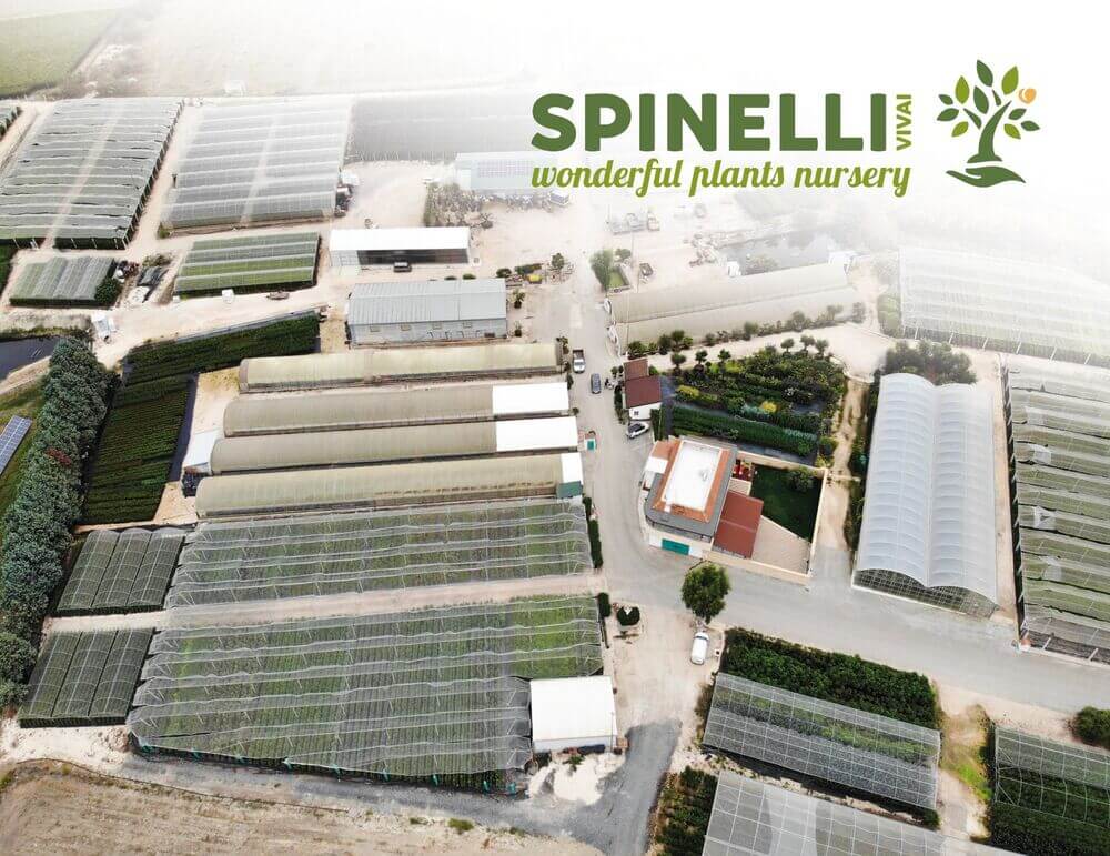 Coltivare il successo: le idee di Vivai Spinelli, lo specialista italiano degli alberi da frutto