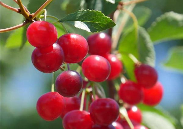 Michigan State University creates annotated Montmorency sour-cherry genome