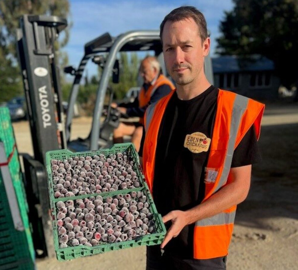In Otago, an experimental project on freezing cherries promises new opportunities for the New Zealand market